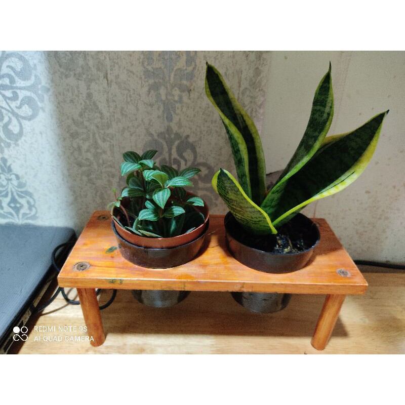 lưỡi hổ thái lùn size nhỏ