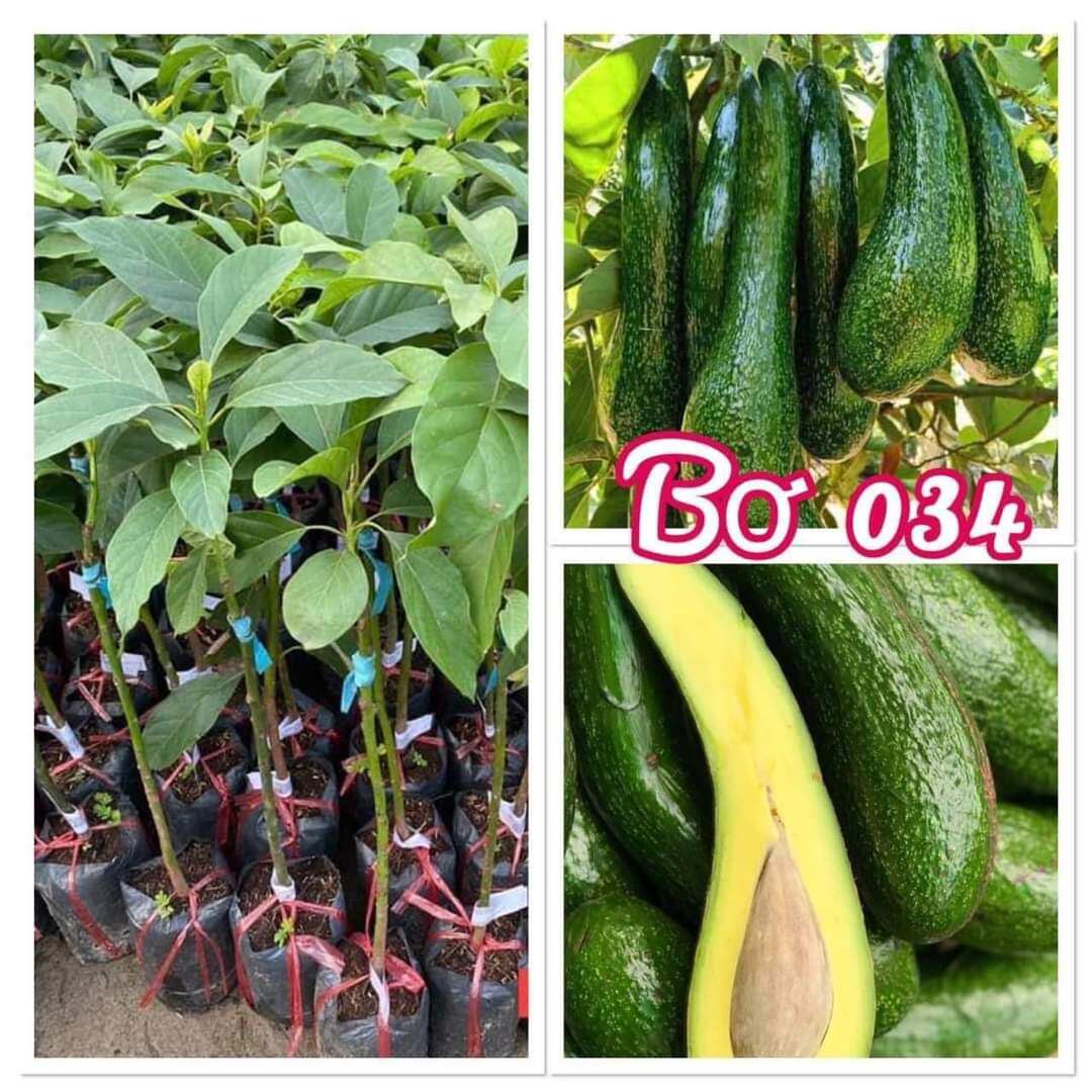 Cây giống bơ 034