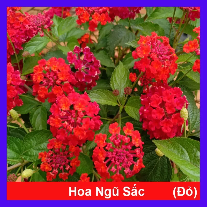 Hoa ngũ sắc đỏ
