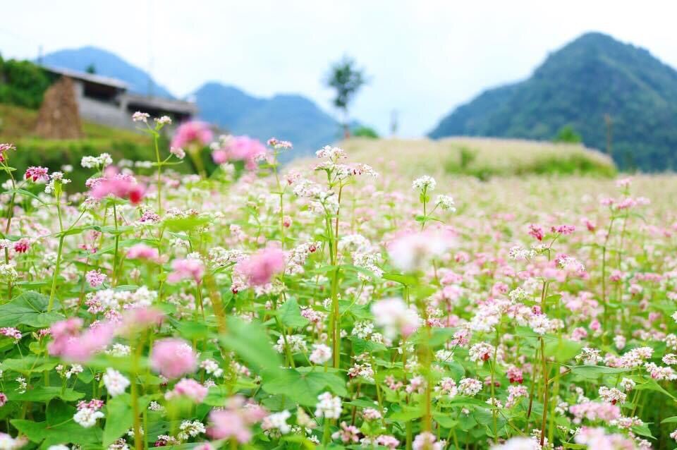 Hạt giống hoa tam giác mạch
