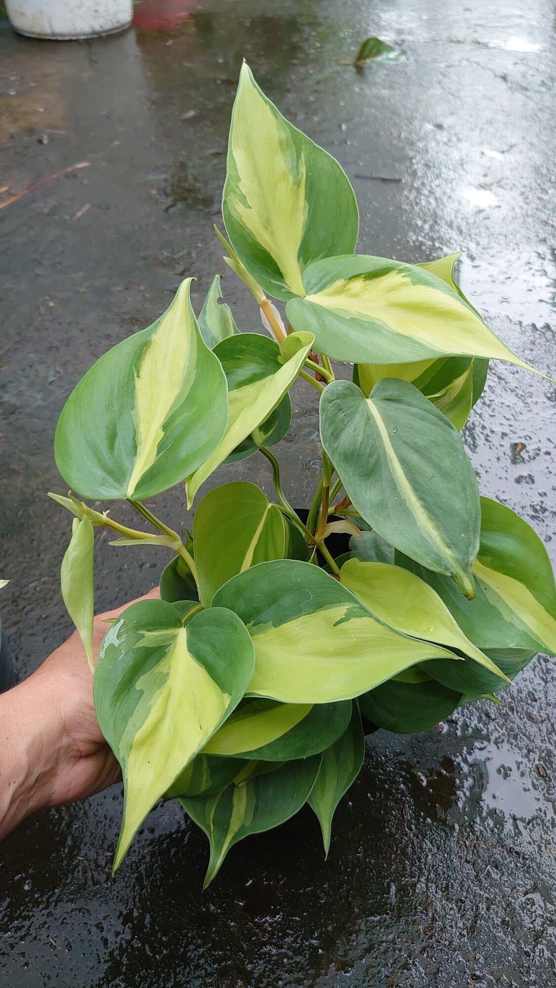 Trầu bà lá tim var