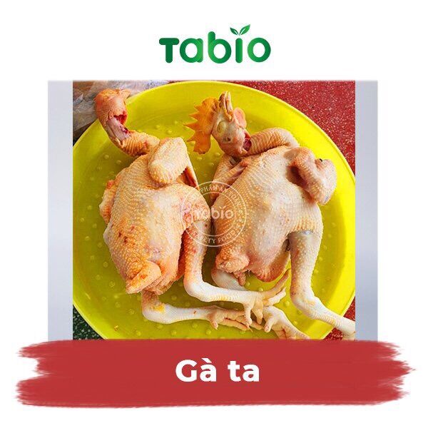 HCM - Gà ta 1,2kg - 1,3kg - TABIO