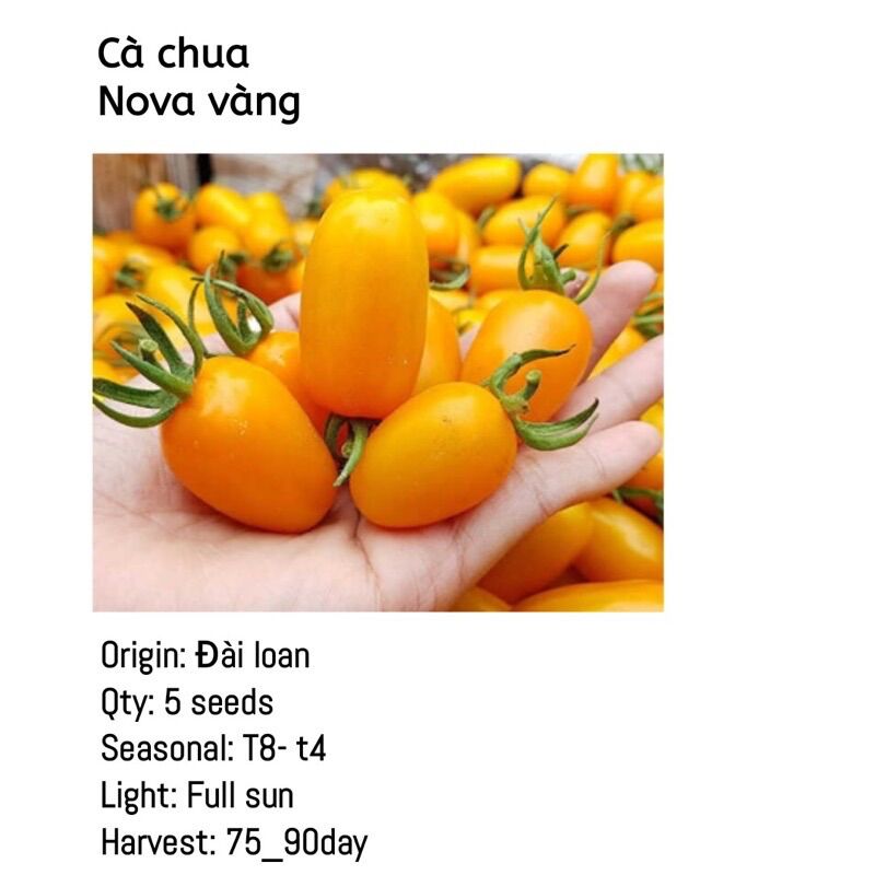 Cây giống cà chua nova vàng