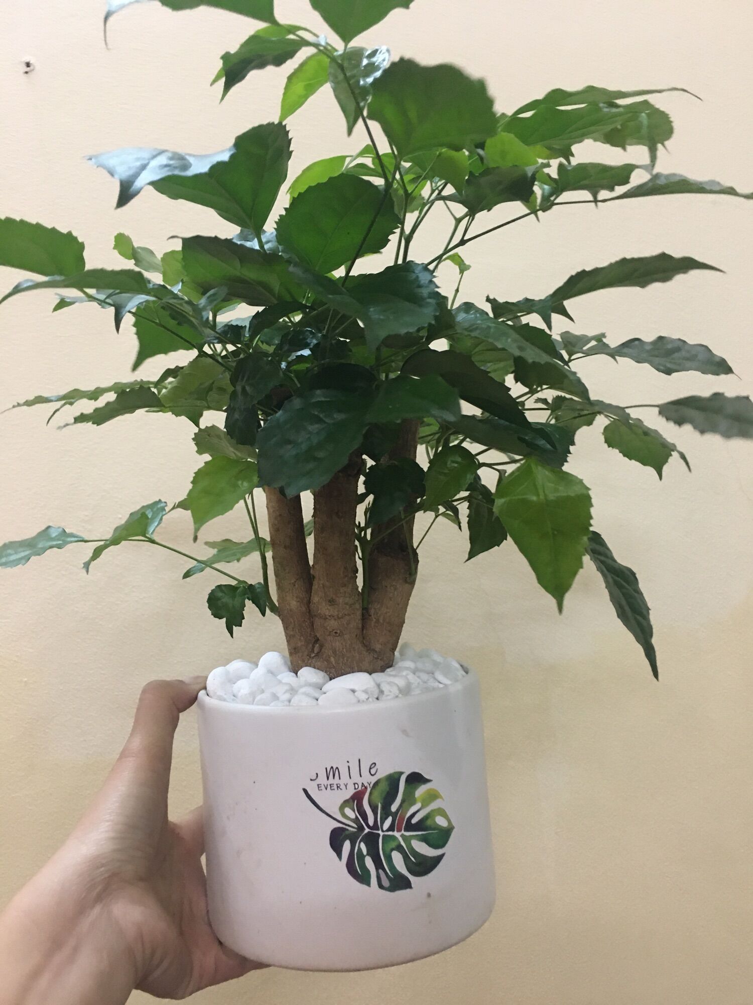 Cây hạnh phúc kèm chậu sứ