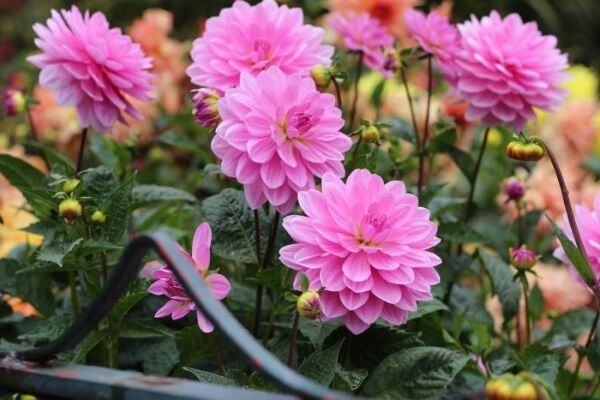 Hạt giống Hoa Thược Dược lùn