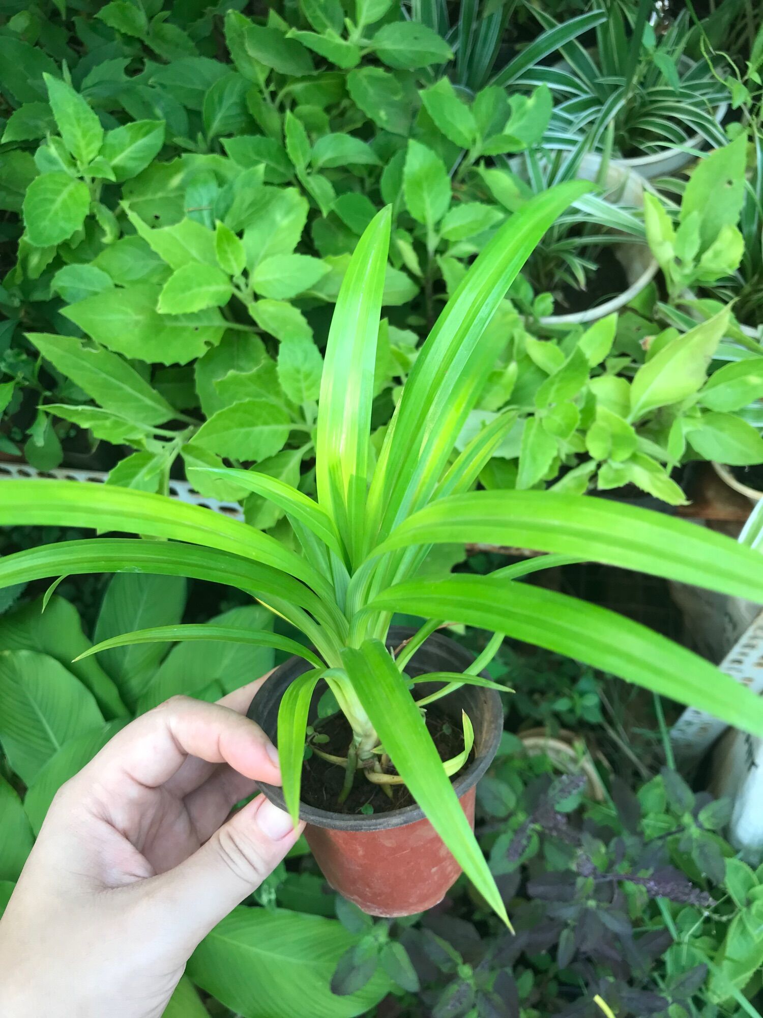 Cây lá dứa ( lá nếp)