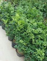 Combo 10 cây Nguyệt Quế (cây giống cao 40-60cm)