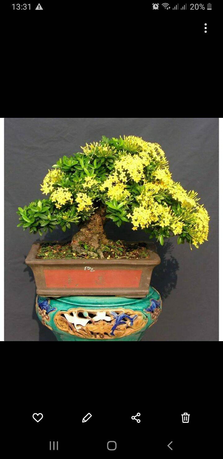Trang vàng mini bonsai dạng phôi
