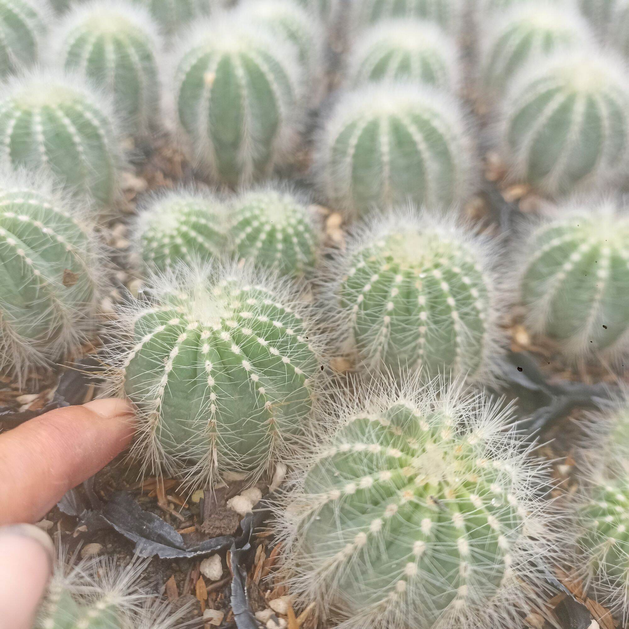 Xương Rồng Khế Trắng
