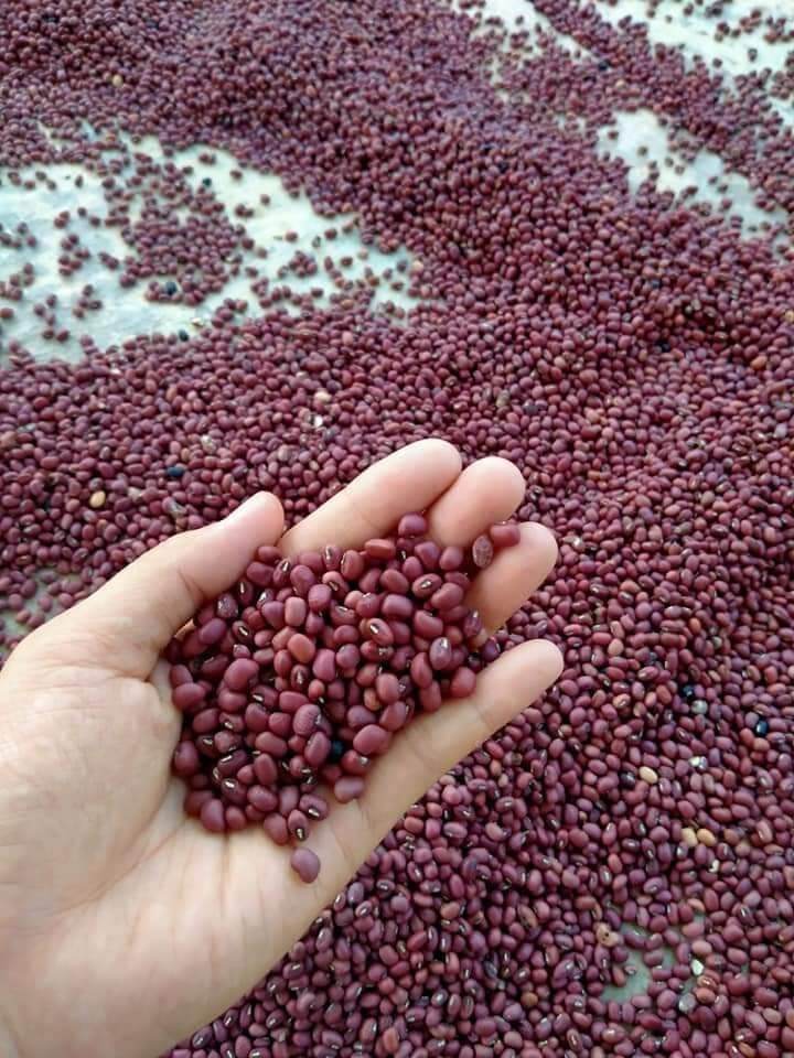 ĐẬU ĐỎ SẠCH ĐĂKLĂK 1kg