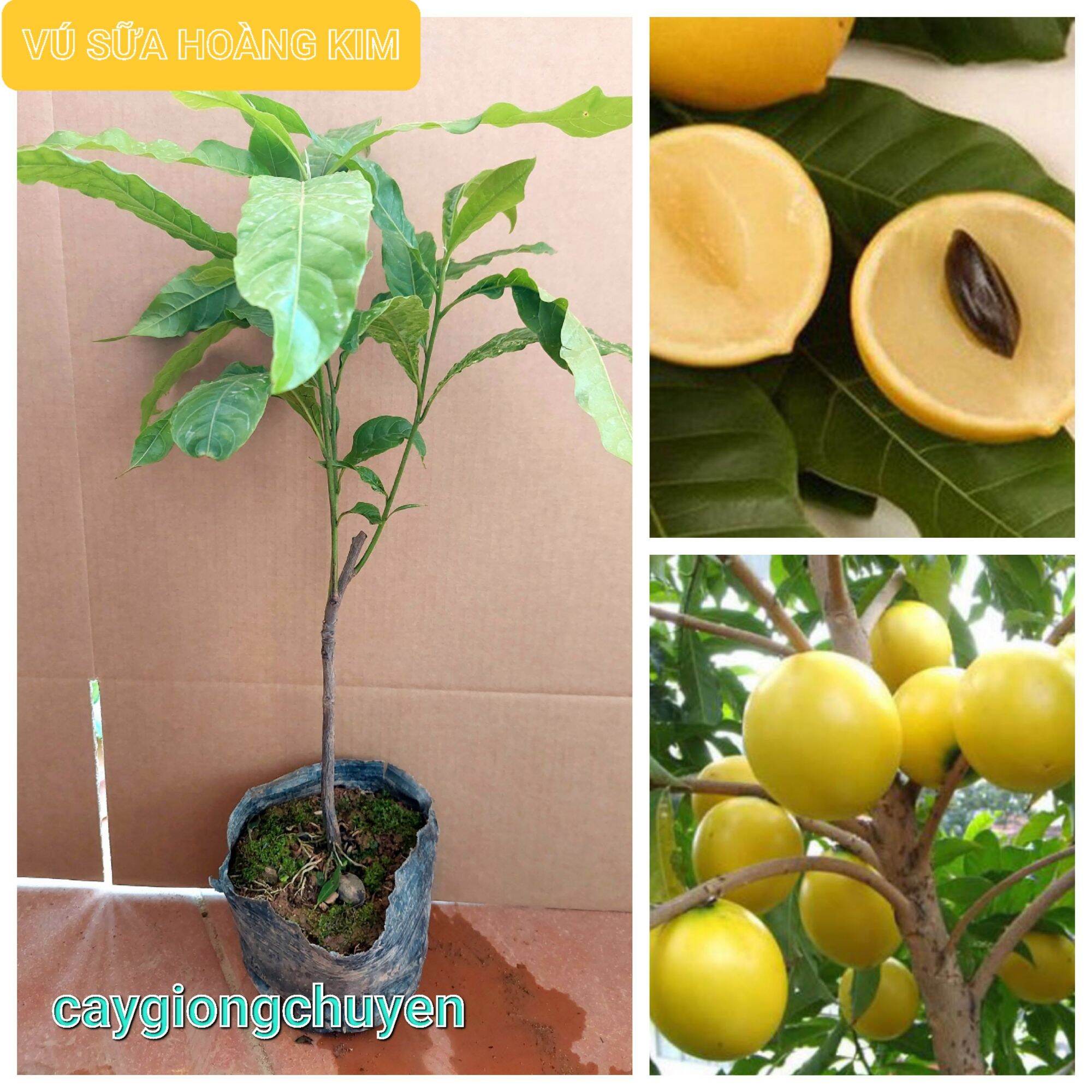CÂY GIỐNG VÚ SỮA HOÀNG KIM