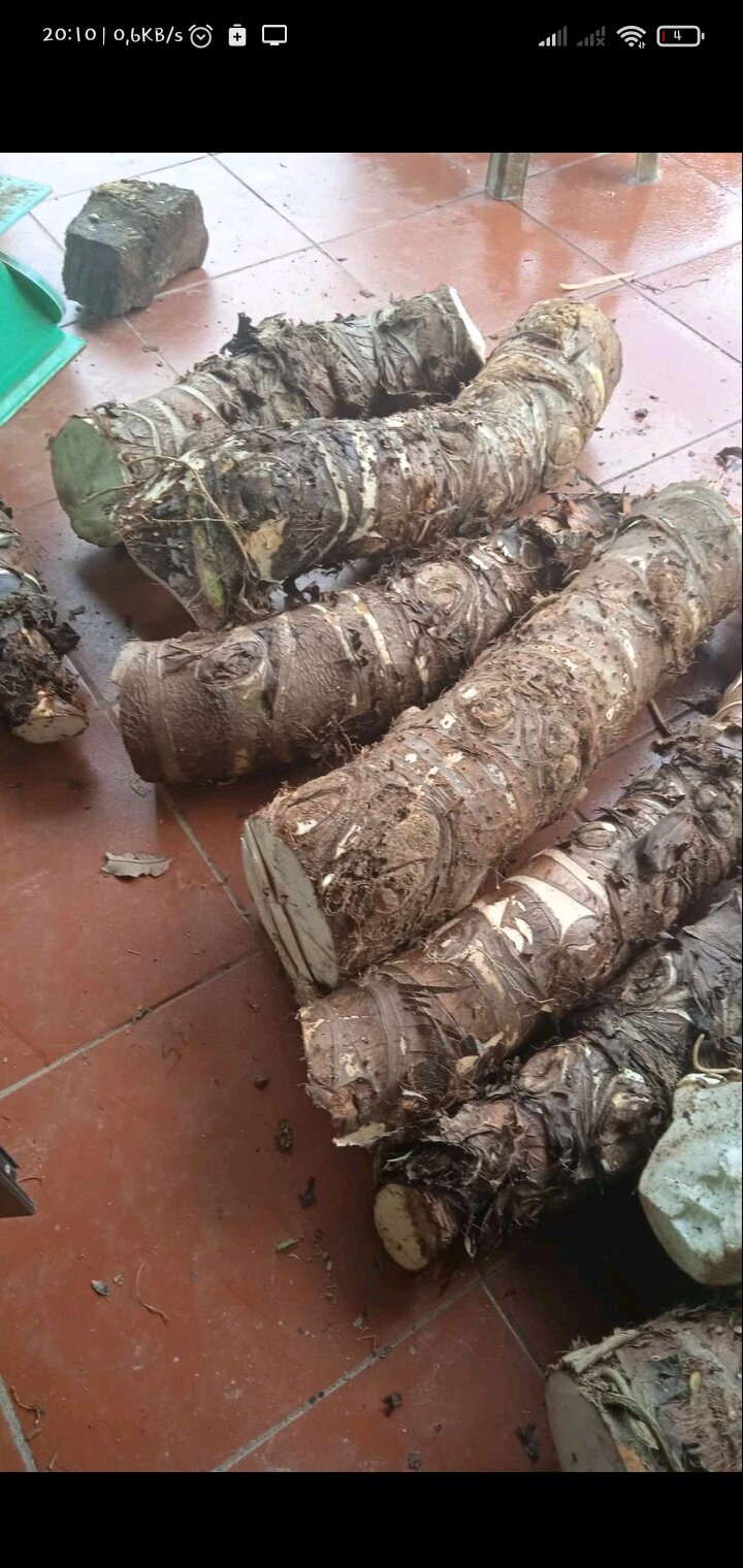 (Mua 5 tặng 1)Combo 5 Kg Củ Bạc Hà Núi Cấm Tri Ung Thu.