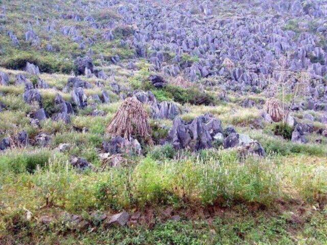 Mật ong bạc hà Hà Giang 1lít