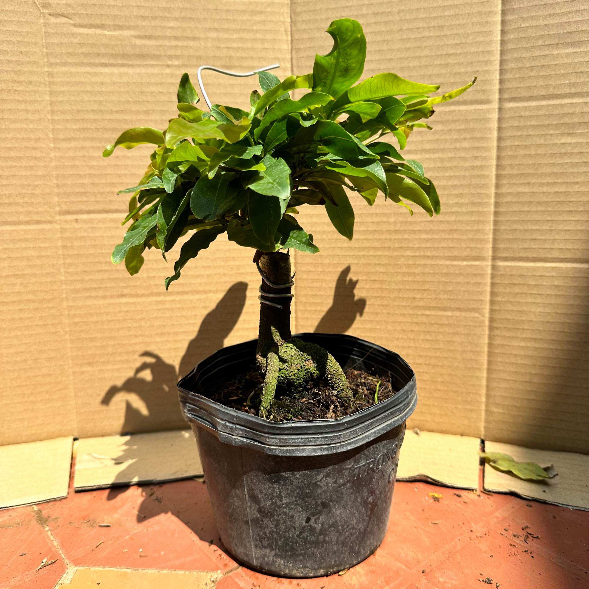 Cây mai cúc vạn phúc - bonsai gốc đẹp, hoa to