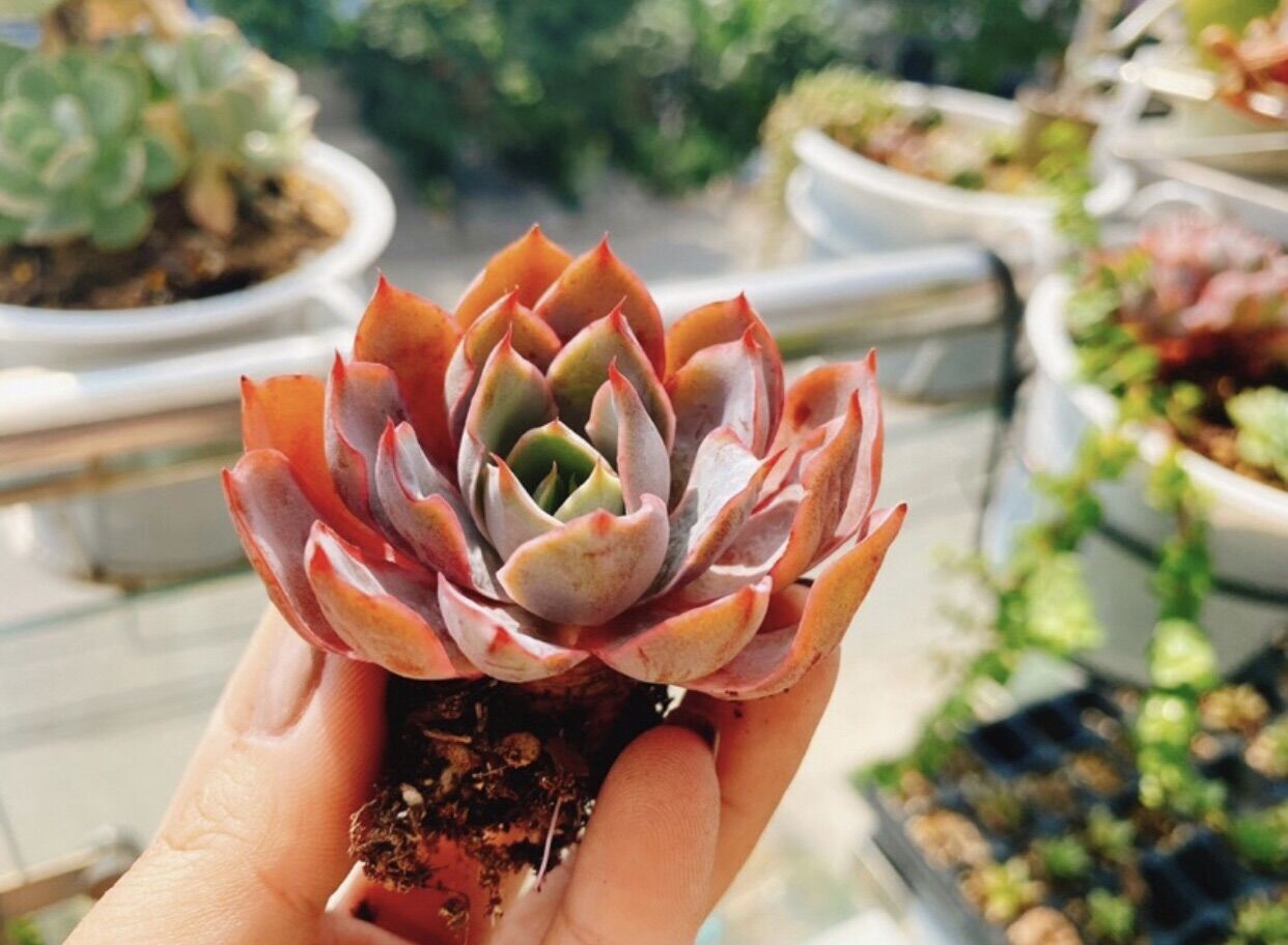 Sen đá hera size nhỏ thụ 1-2cm