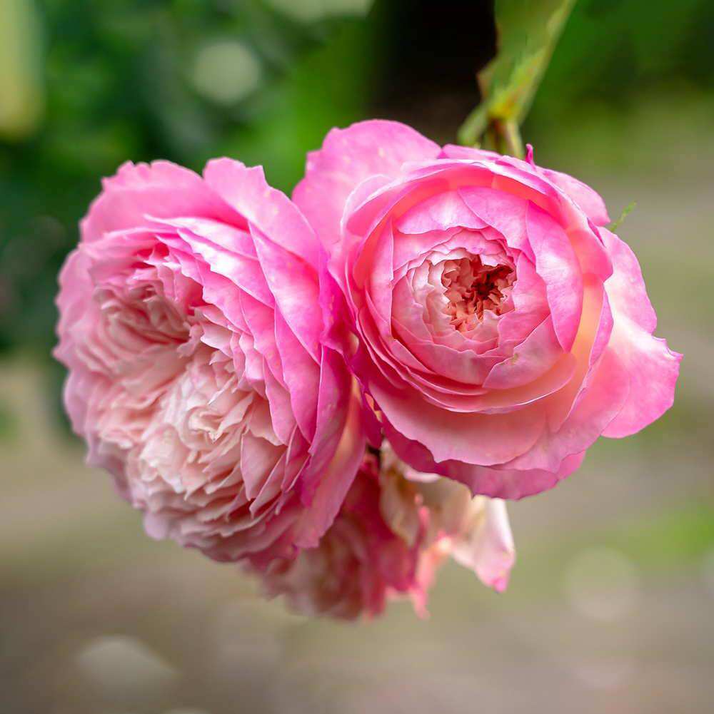 Hoa hồng leo Constance Rose - hoa chùm