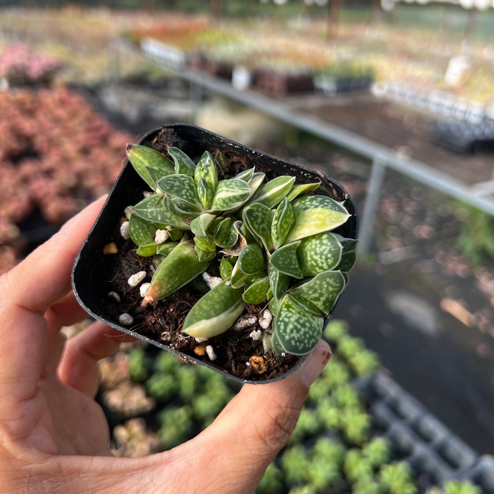Cây sen đá Mỏ Vịt var Gasteria Gracillis size nhở 4-5cm gồm các con nhỏ liti 1-2cm trong 1 chậu