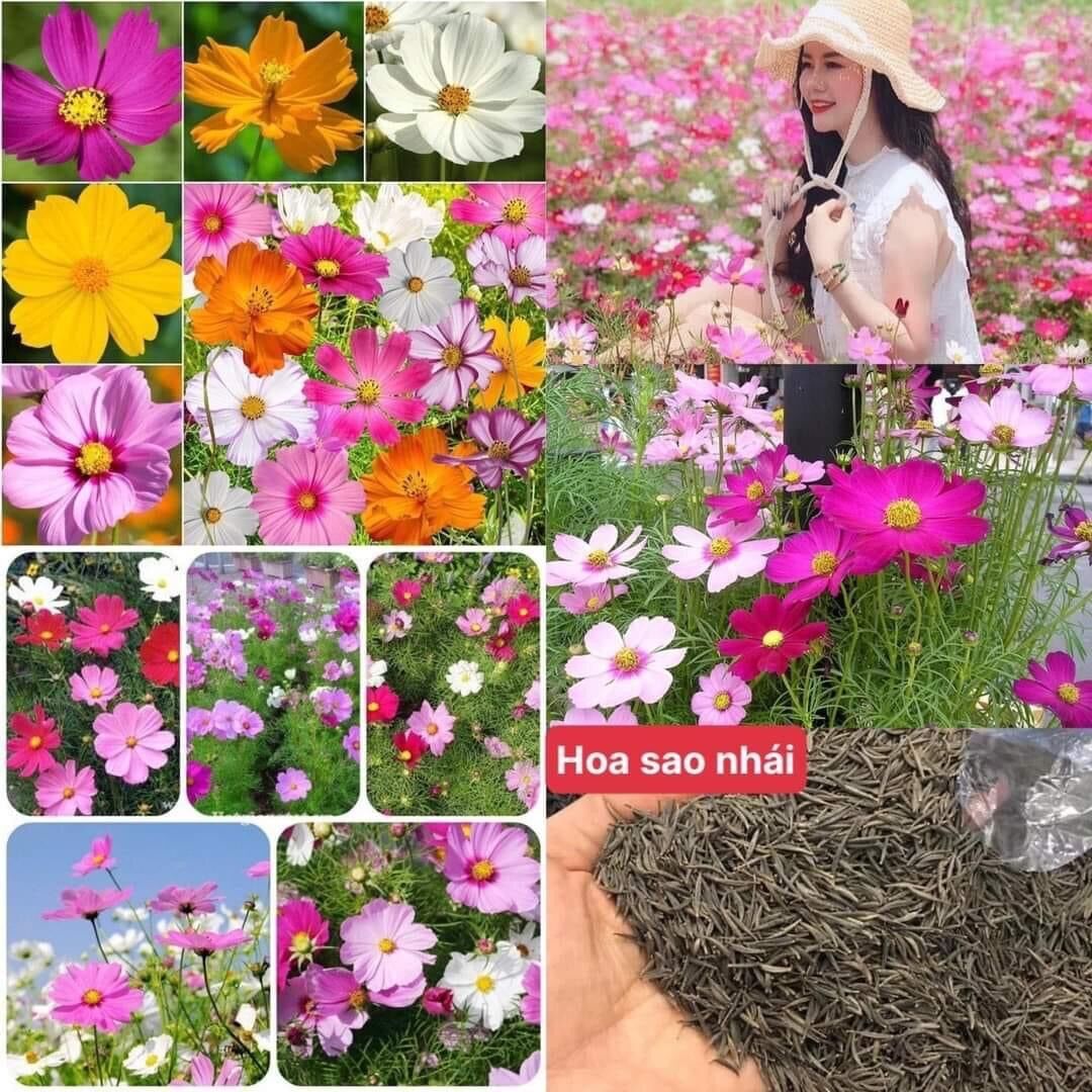 Hạt Giống Hoa Cúc Sao nhái,Cúc Bướm mix màu 100 gram 80.000 -100.000 hạt