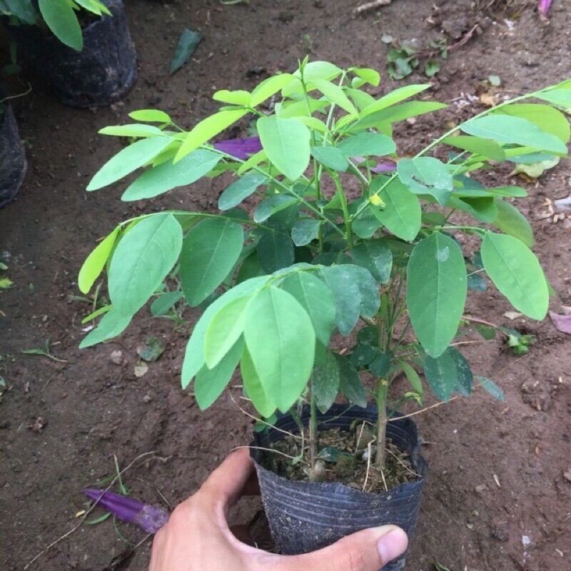 Bầu rau bồ ngót ta