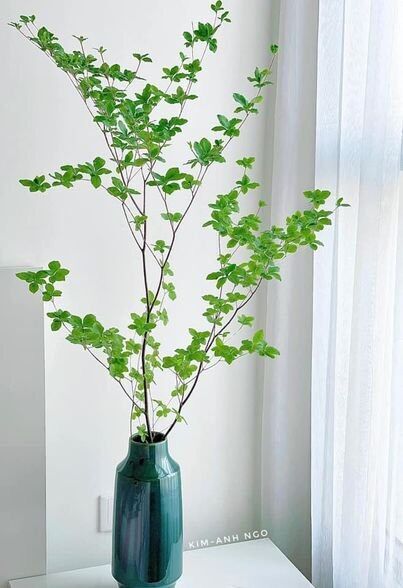 CÀNH THẠCH NAM NHẬT BẢN