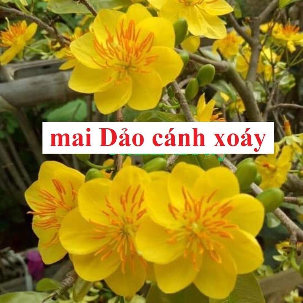 cây hoa mai dảo cánh xoáy