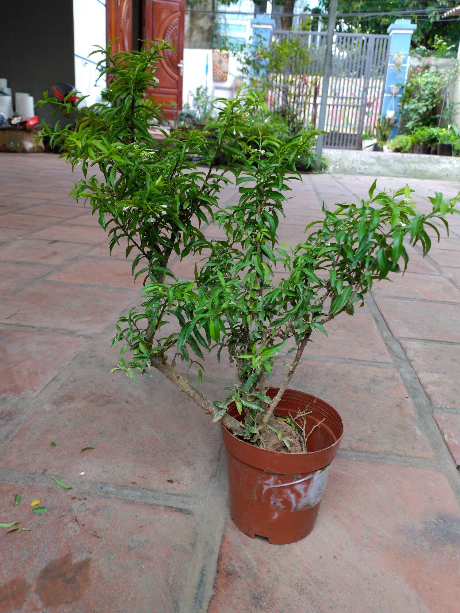 Cây Mai Chiếu Thủy Bon sai mini