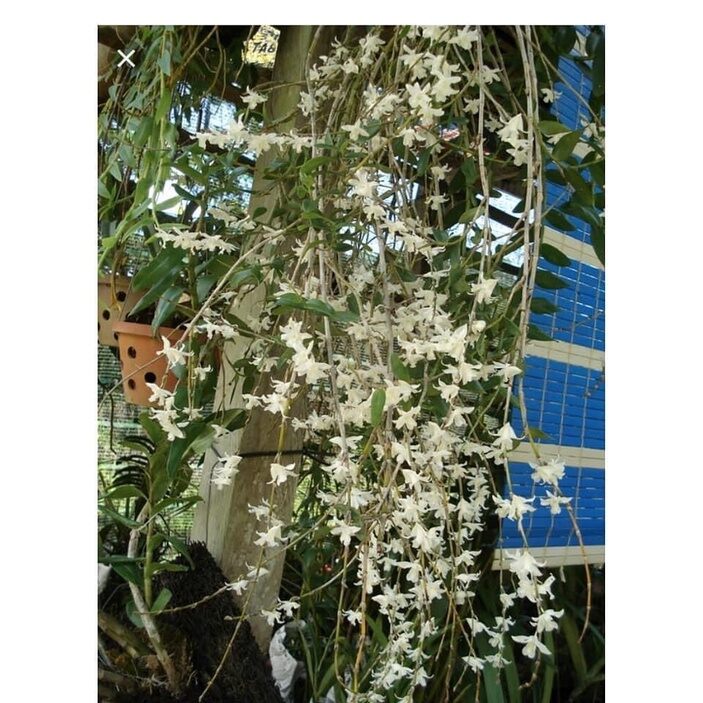 hoa lan bạch câu cực thơm(1khom)