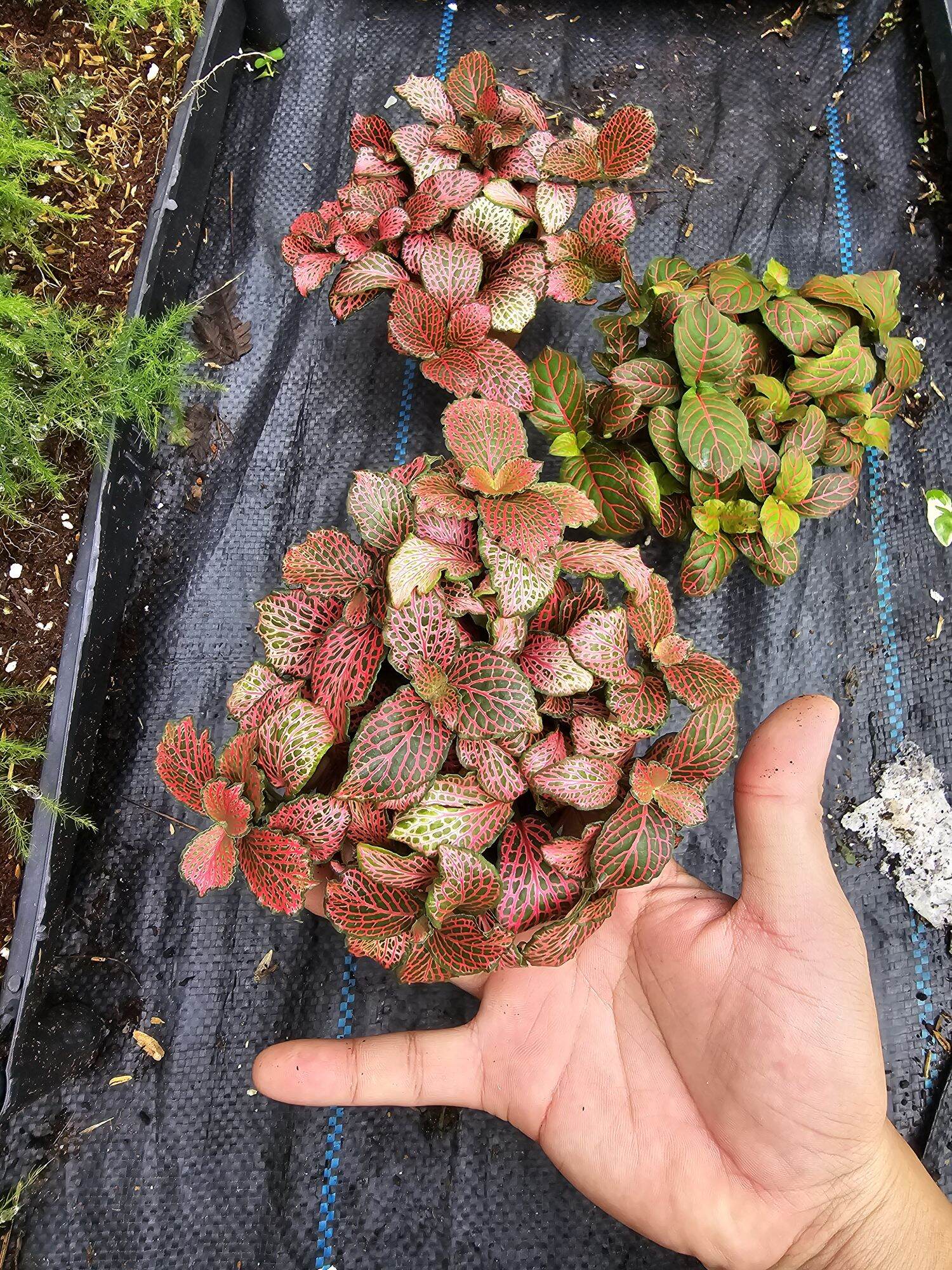 Cẩm nhung lá may mắn fitonia sỉ inb