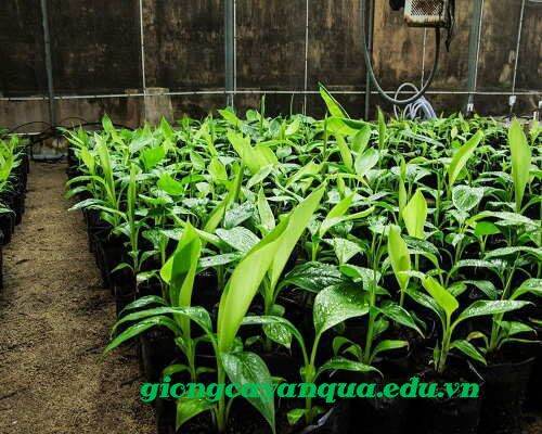 Cây giống chuối bơm cấy mô (siêu sớm)