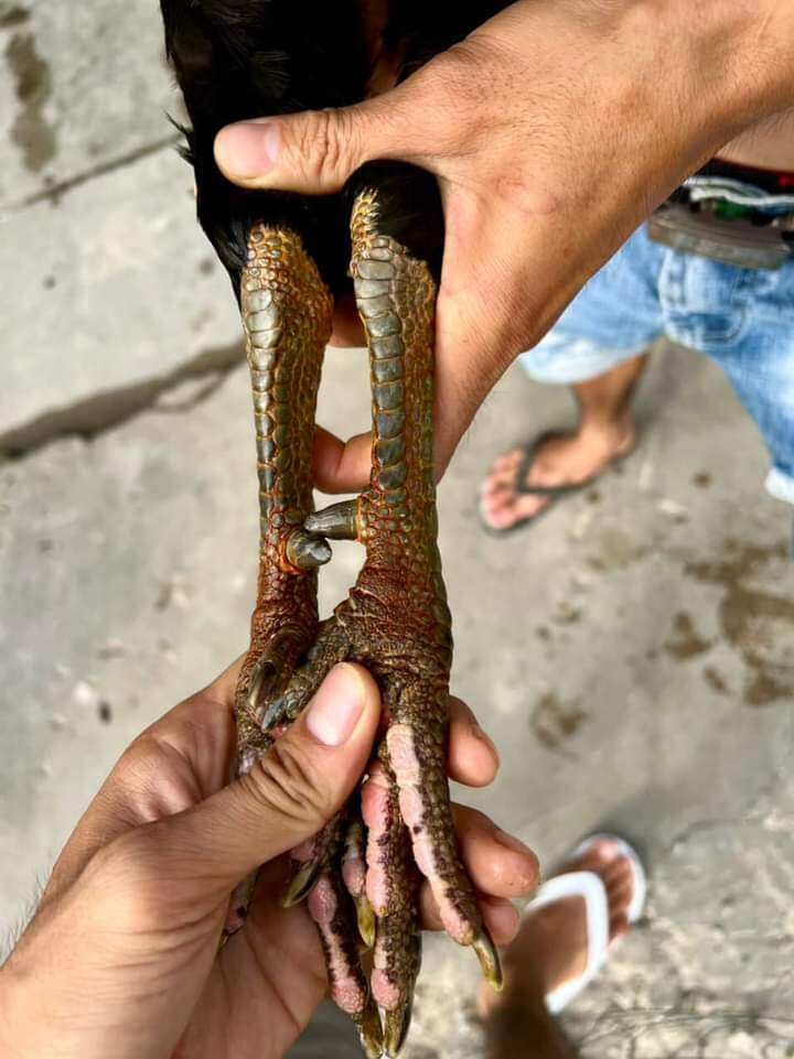 10 Trứng Gà Mỹ ấp nở con giống