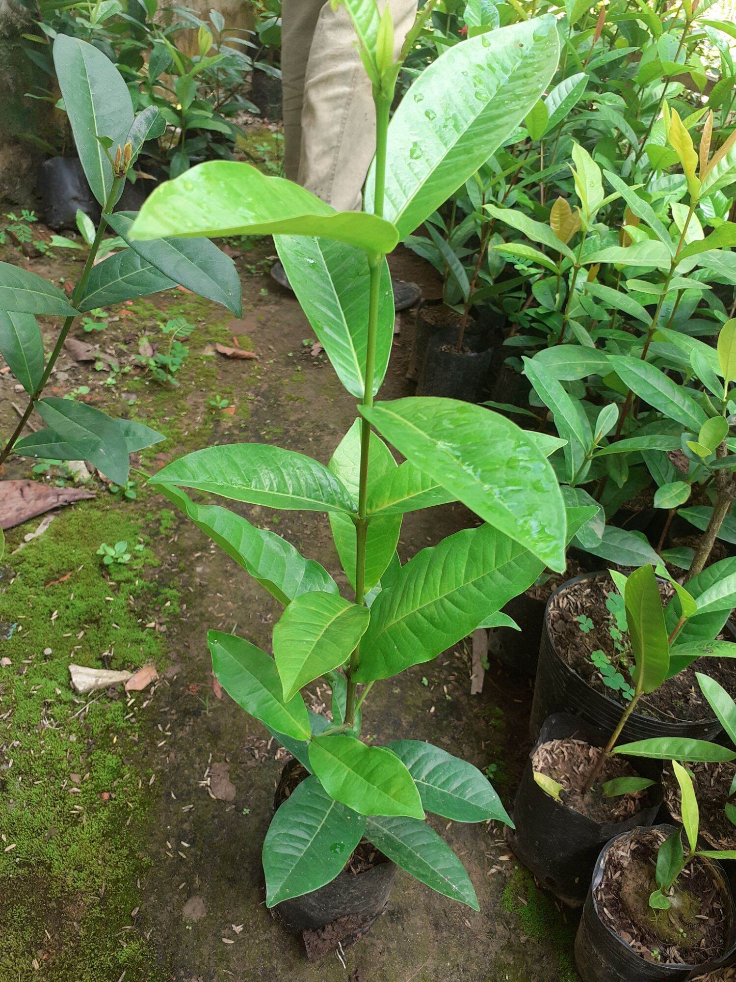 Mỹ Phấn Hồng Thơm