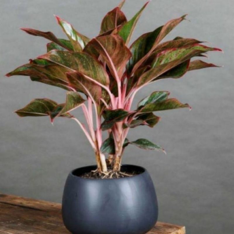 Cây phú quý đỏ.. 14k /bầu