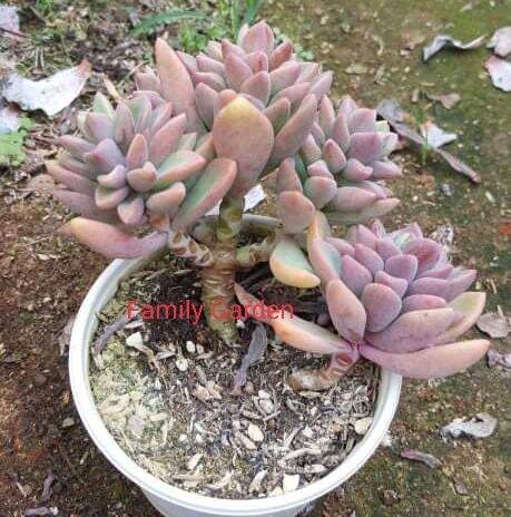 SEN ĐÁ MAI TÍM THỤ ĐALAT🌲 CÂY SIÊU KHOẺ❤️