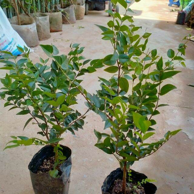 GIỐNG CÂY NHO THÂN GỖ