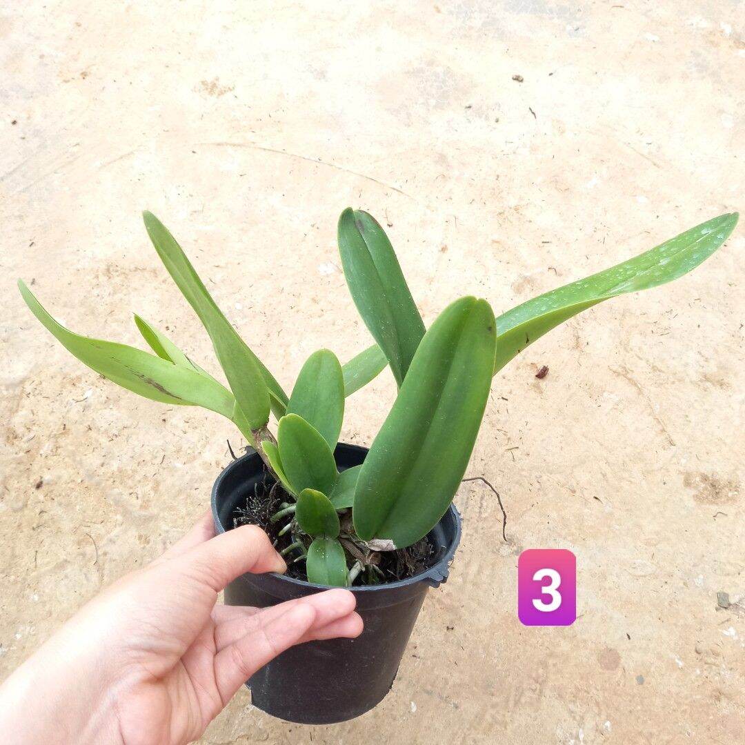 Hoa lan cát Vua Cương Sơn hoa thơm