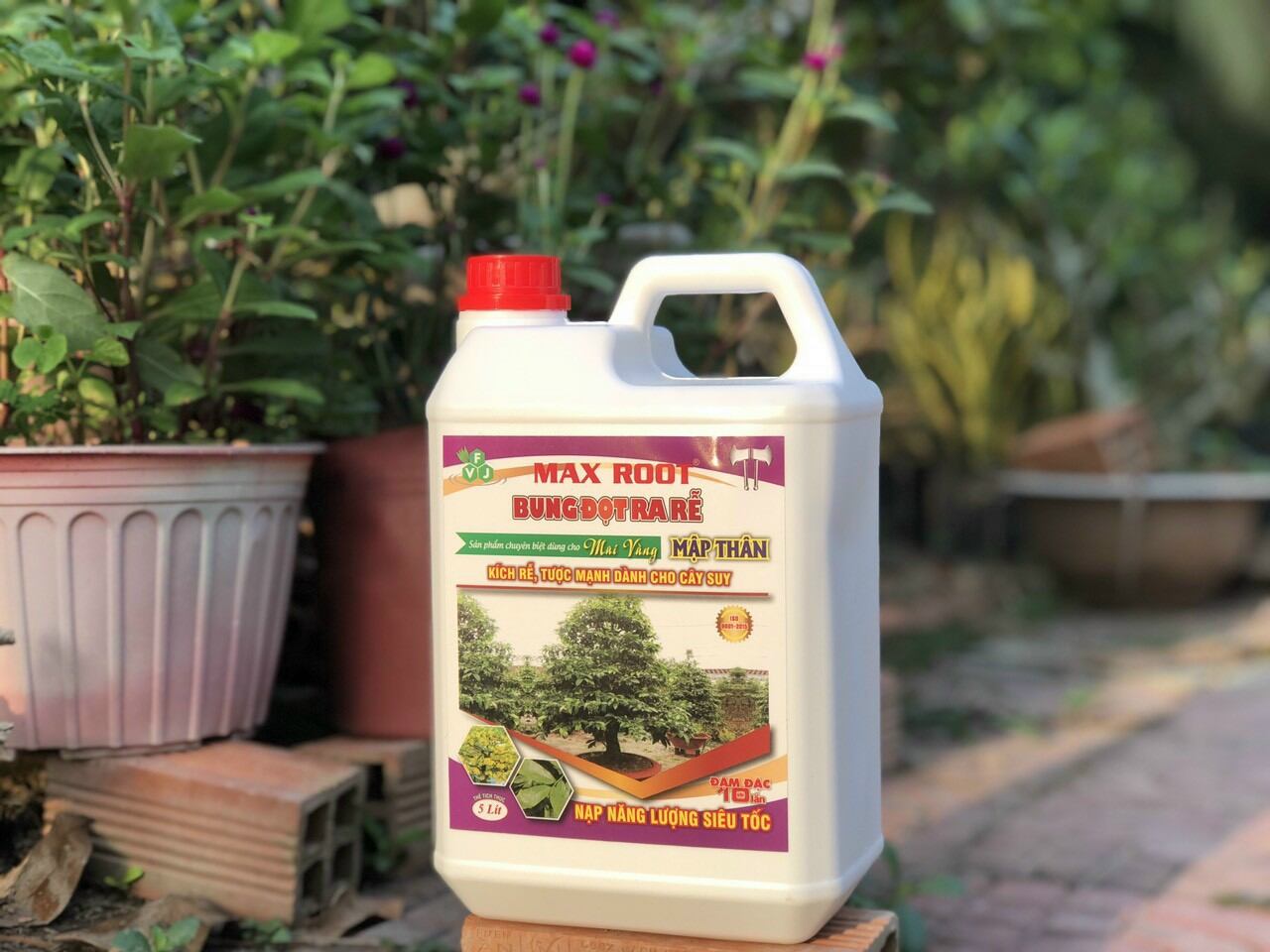 BUNG ĐỌT RA RỄ MAI VÀNG - CAN 5 LÍT.