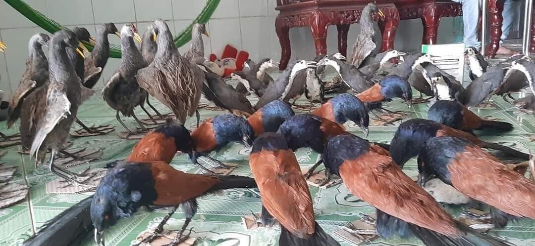 Bìm bịp giả