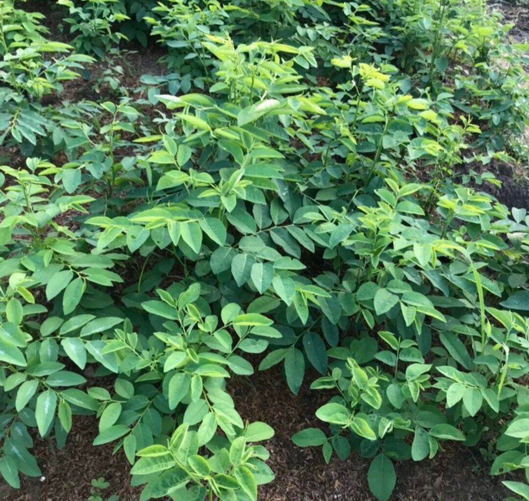 Hạt giống rau bù ngót việt hn-3636 dễ trồng gói 1g