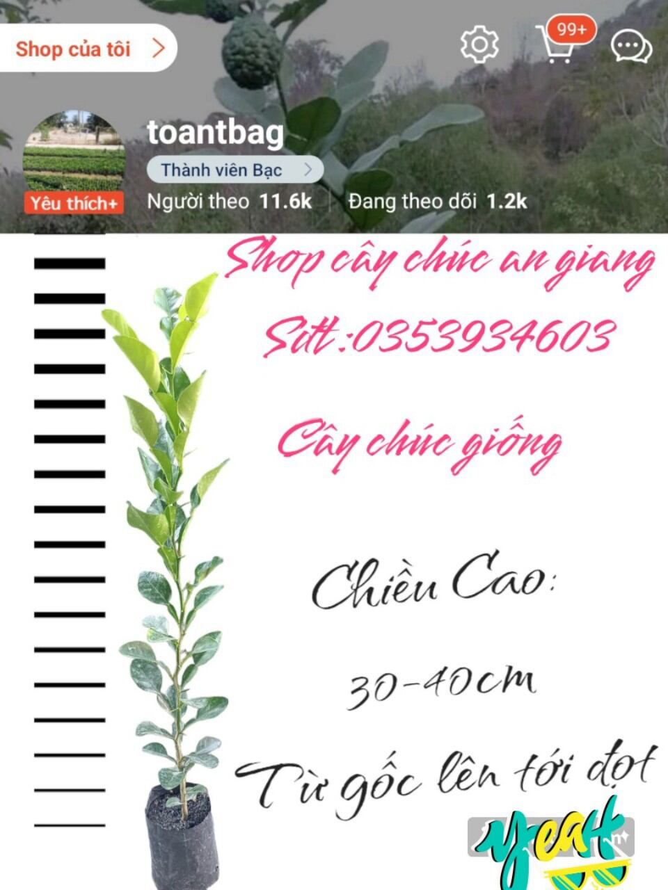 20 cây chúc giống, giá 290k.Ảnh thật 100%. Cây chanh thái