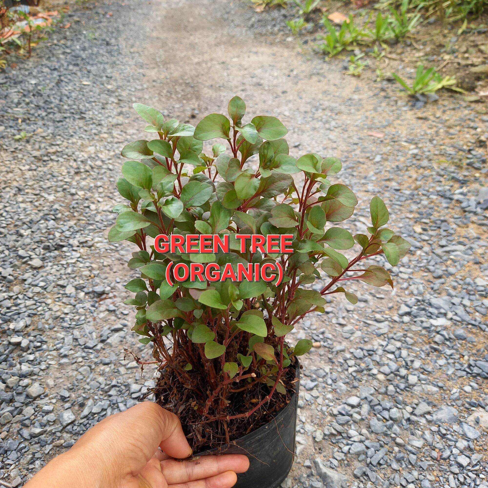 Cây giống cải xà lách xoong Nhật