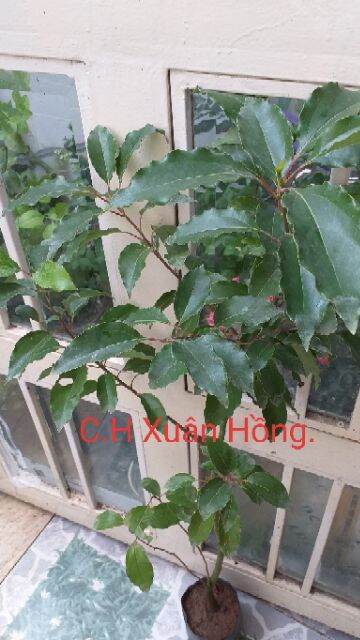 cây long não cao từ 50cm