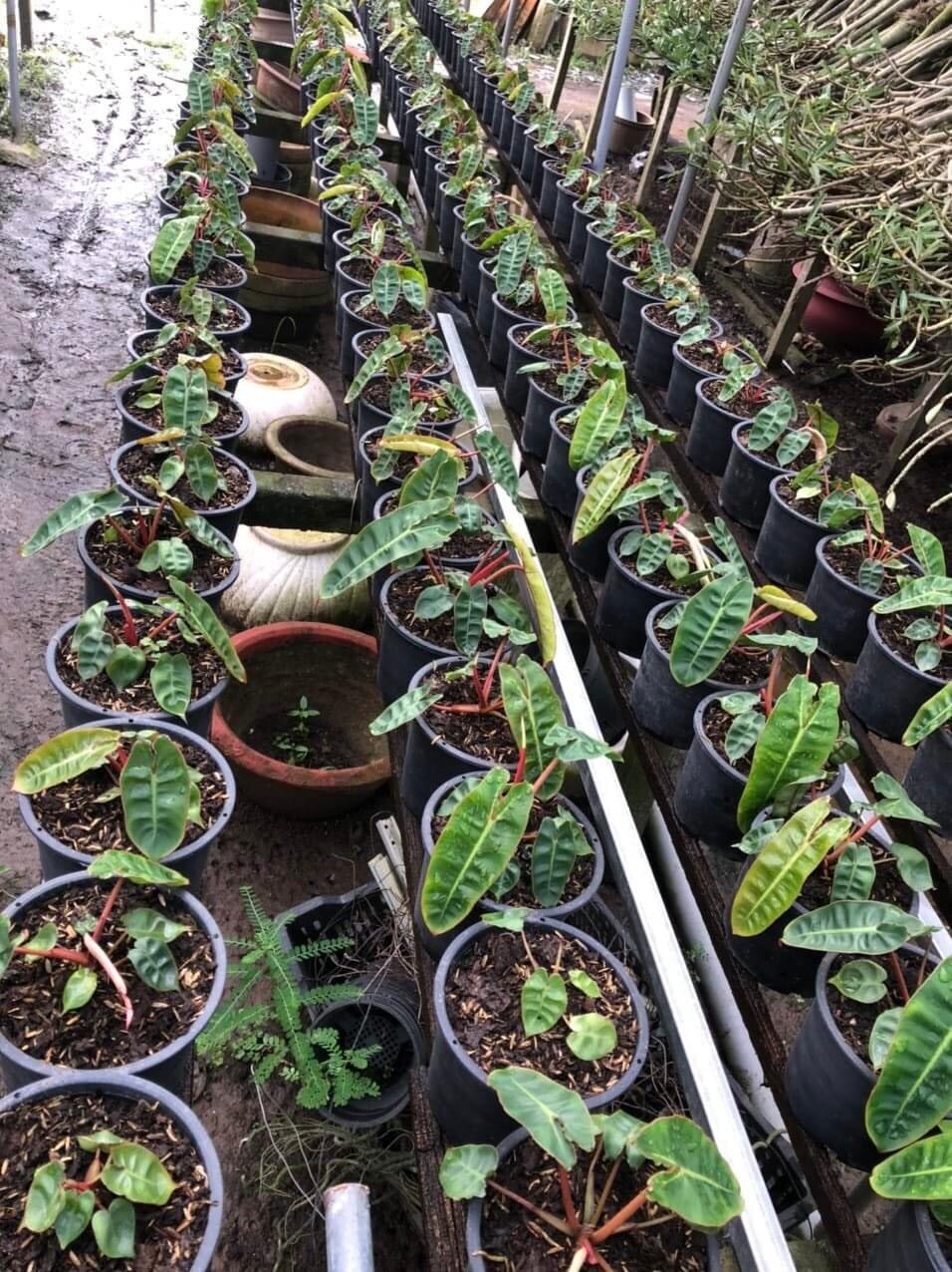 Cây hồng hạc cam - philodendron billietiae