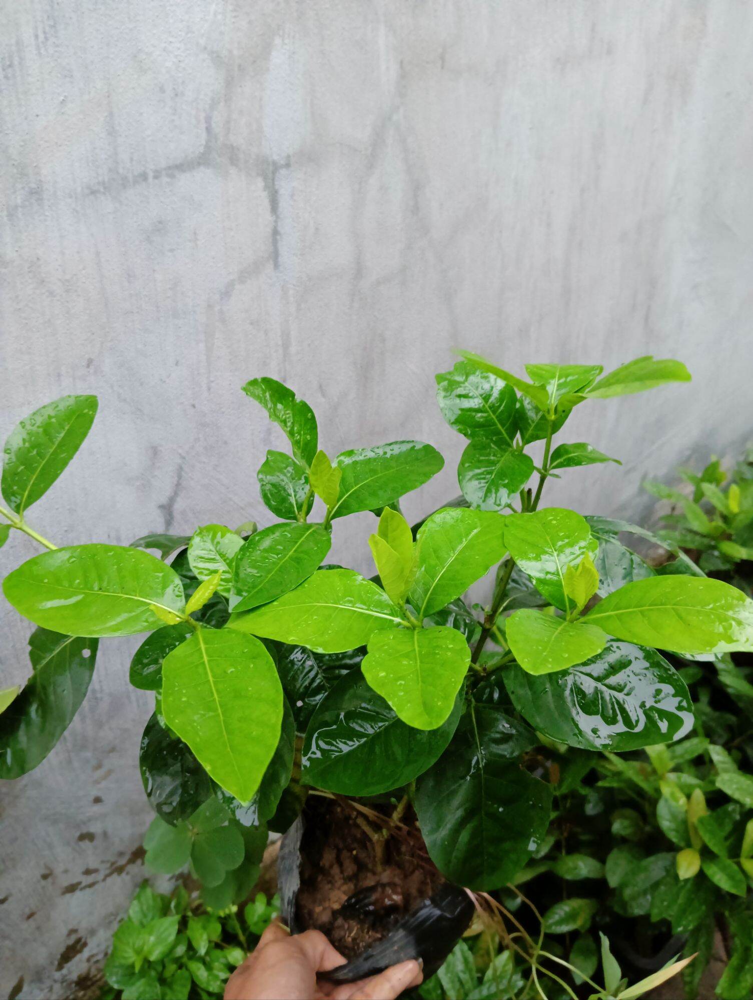 Cây bạch thiên hương
