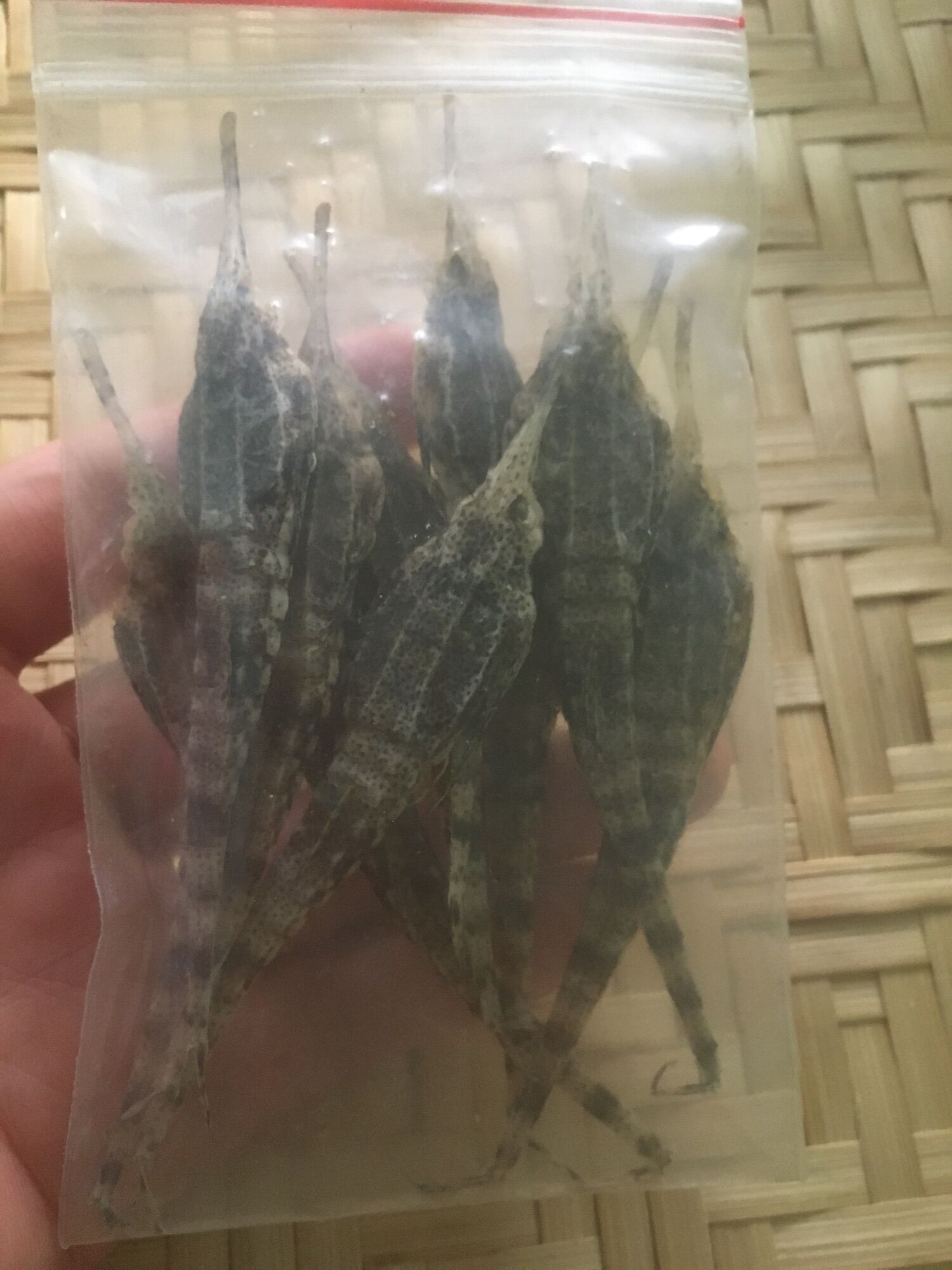 Combo 10 con cá hải yến ( hải kim) Phú Quốc- Kiên Giang