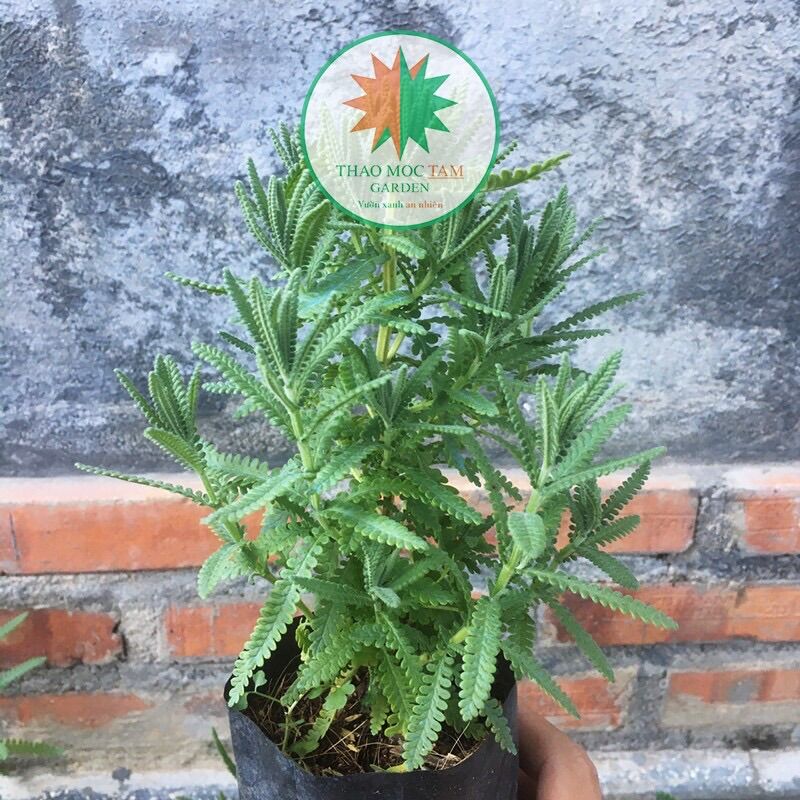 02 Cây Oải Hương (Lavender), cây nhỏ - Lavender lá thơm, cây trồng được khí hậu nóng