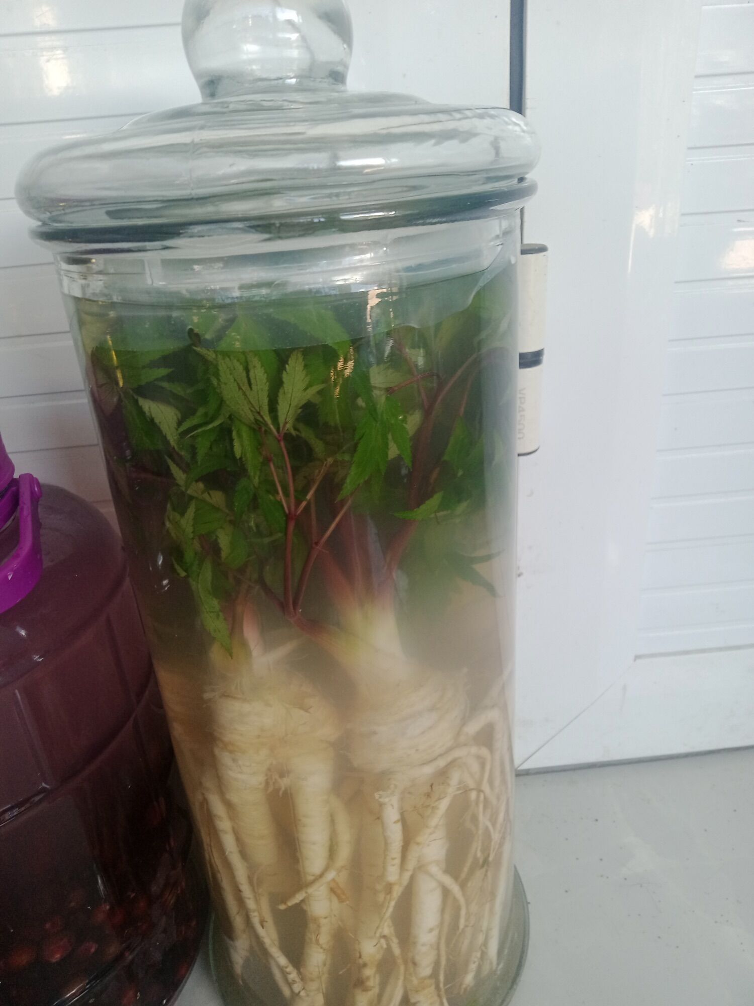 Sâm đương quy tươi Tây Bắc (150k/2kg)