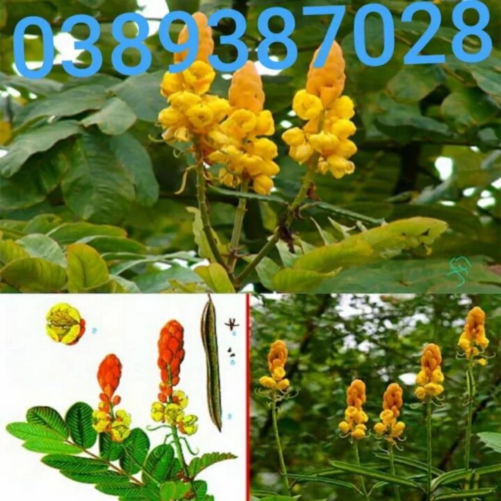 Lá muồng trâu 1kg