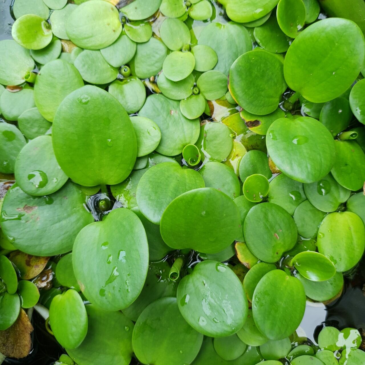 Bèo nhật thủy sinh  (5 cây)