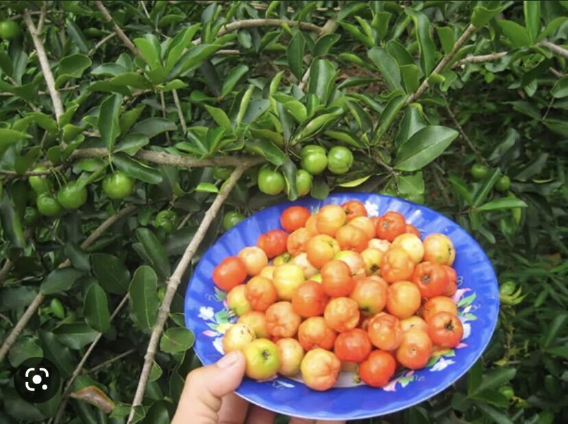 Cây Sơri giống , bầu lớn ( lô cây cở như hình )