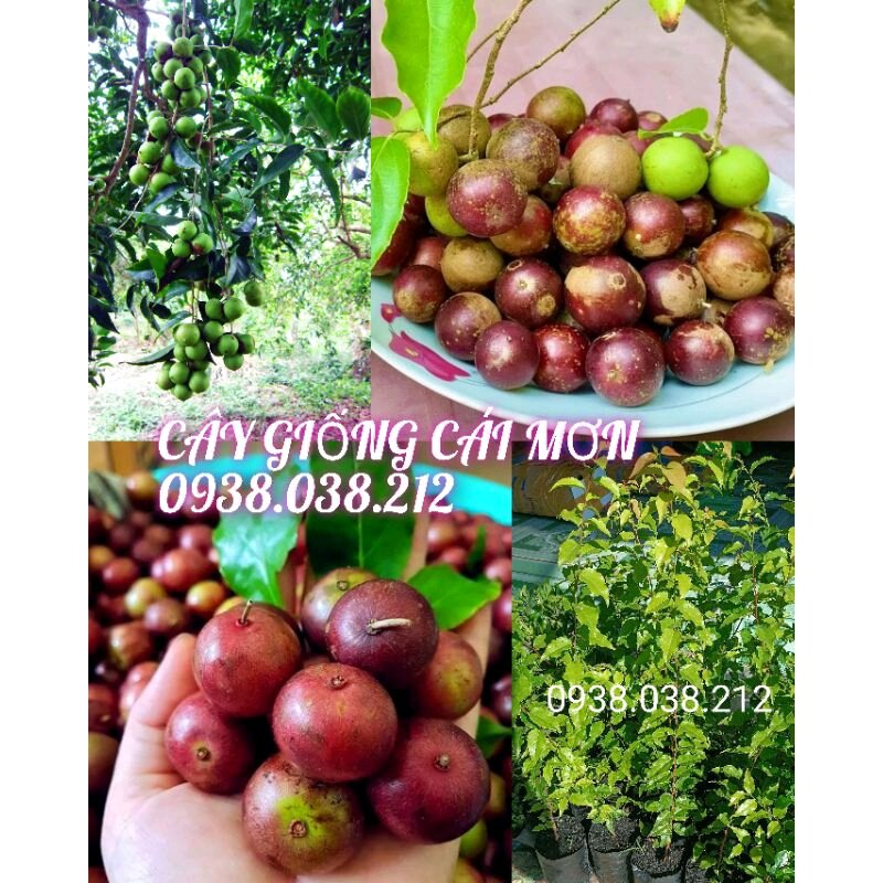 Cây giống hồng quân / mận quân / bồ quân / bù quân